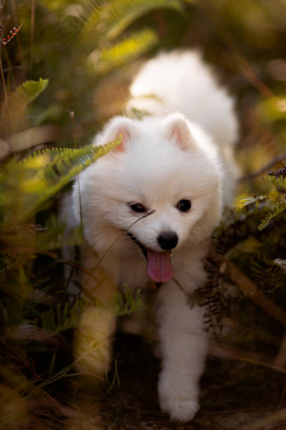 istock Puppy close up 1438804249
