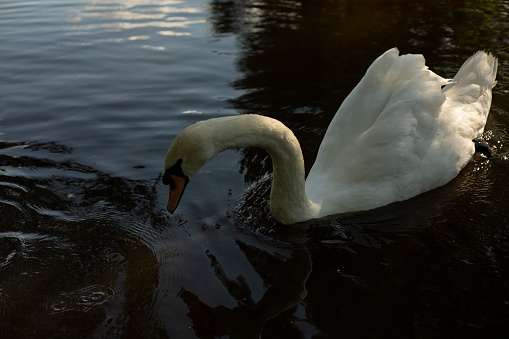 Classic side view / profile of a swimming male mute swan (Cygnus olor) with pronounced reflection in pond water. Mitcham, Merton, Surrey. May 2020.