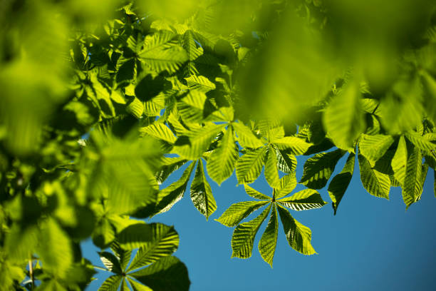 緑の栗の葉が空に浮かぶ。夏に葉を出す。豊かな薄緑色。自然の詳細。 - beech leaf isolated leaf new ストックフォトと画像