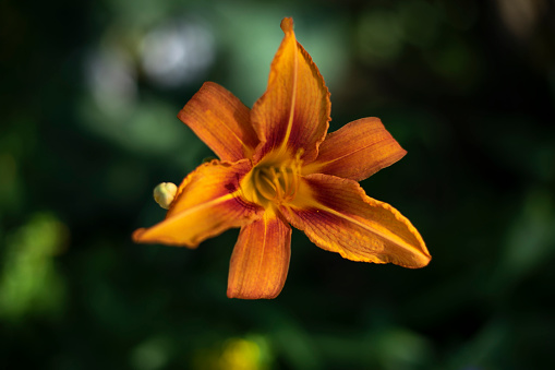 Flowers in garden. Details of nature. Natural background. Spring flowering.