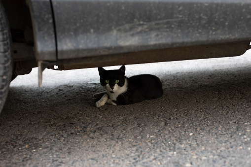 Cat under car. Cat in parking lot. Animal under transport. Life of poor animal on street.