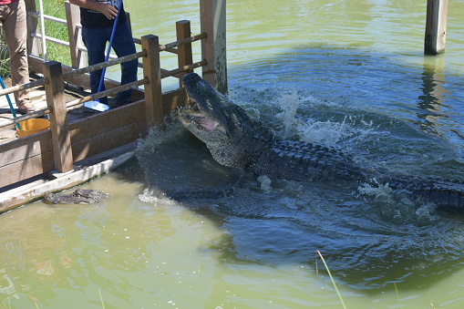 Nile crocodile (crocodylus niloticus) on riverbank