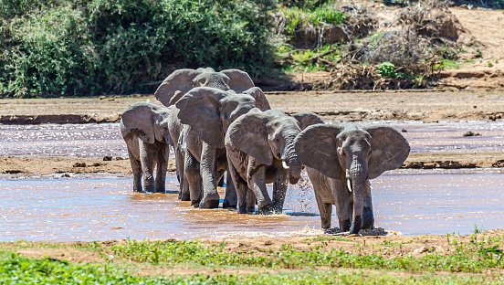 The African bush elephant or African savanna elephant (Loxodonta africana). Samburu National Reserve. A female group crossing the river.