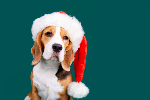 Cute beagle breed dog in a Santa Claus hat with a green isolated background. Happy New Year and Merry Christmas greeting card with pet. Copy space.