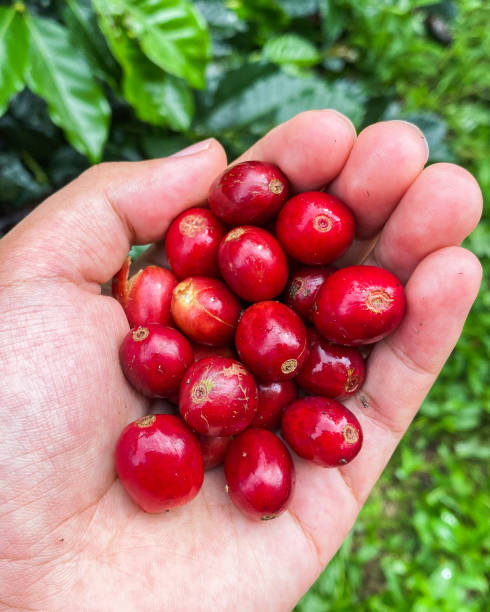 istock Coffee Fruits or Coffee Beans 1438810110