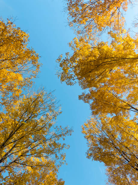 istock Autumn in upstate New York 1438813541