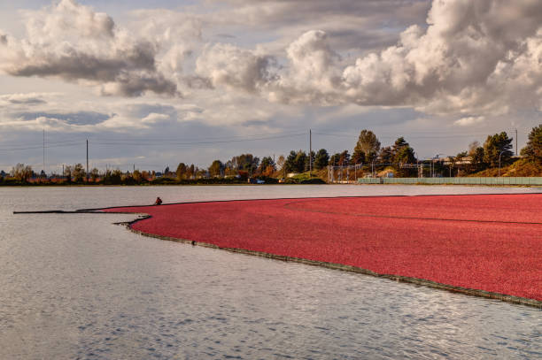 istock farm cranberry bog, British Columbia, Canada 1438814081