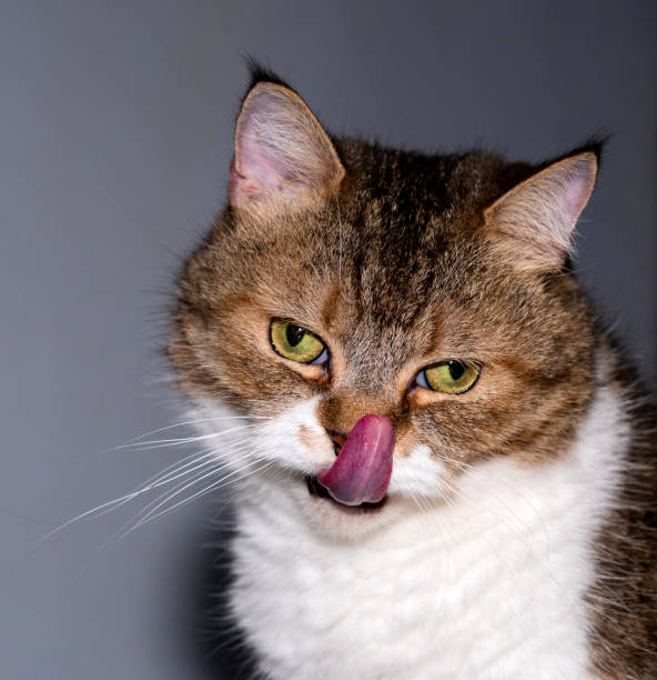 istock Cat licking mouth with long pink tongue 1438814121