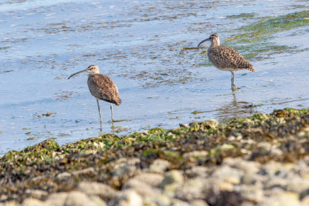 Long-Billed Curlew on the beach, BC, Canada Long-Billed Curlew on the beach, BC, Canada numenius americanus stock pictures, royalty-free photos & images