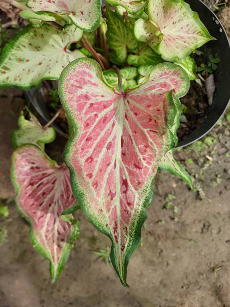 istock Tricolor caladium leaves 1438815329