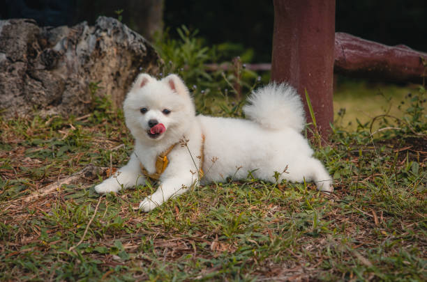 istock Goofy puppy 1438819736