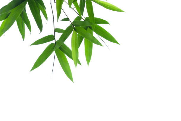 istock Bamboo leaves frame isolated on white background in forest. Light fresh jungle with growing, green bamboo leaves, zen bamboo. Single object with clipping path. Space for your text. Wide angle banner. 1438824493