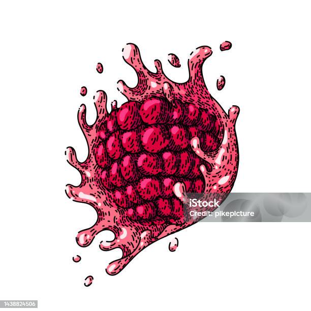Blowing Raspberry Drawing Reference Raspberry Splash Sketch Hand Drawn Vector Stock Illustration - Download ...