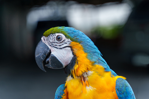 Parrot feathers, red, yellow and blue exotic texture