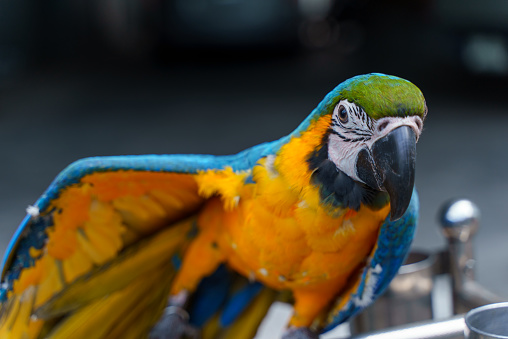 Portrait of beautiful blue and gold macaw parrot bird