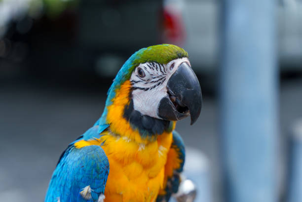 青と金のコンゴウインコ熱帯鳥のポートレート - gold and blue macaw ストックフォトと画像
