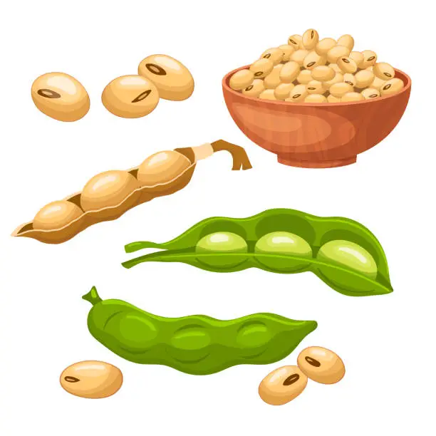 Vector illustration of soya food bean set cartoon vector illustration