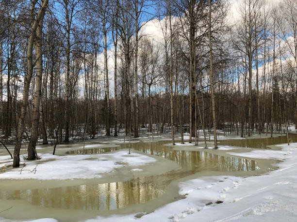 Water puddles of melted snow among trees in early spring forest