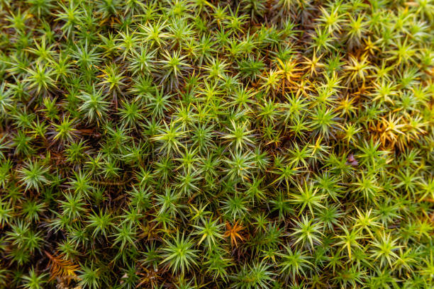 istock Common haircap moss (Polytrichum commune) top view, close up 1438832169