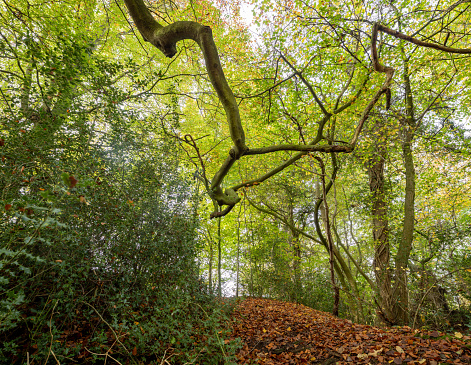 Autumn fall colours in woodland near Knaresborough in North Yorkhsire, England