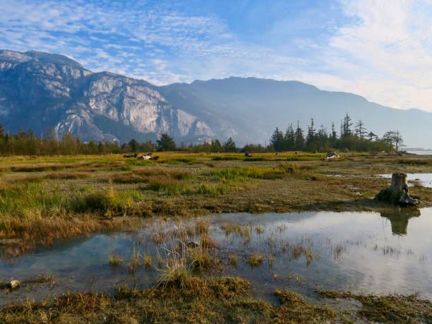 istock Squamish Estuary in Autumn 1438832668