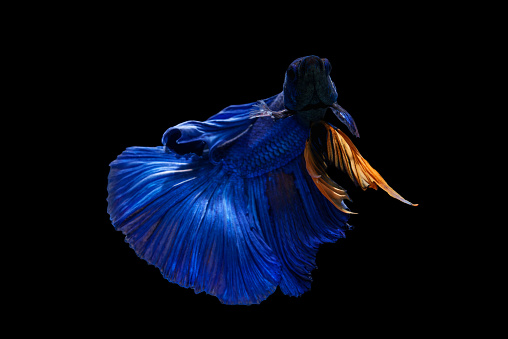 Close-up beautiful blue Siamese fighting fish, art of betta fish movement on black background.