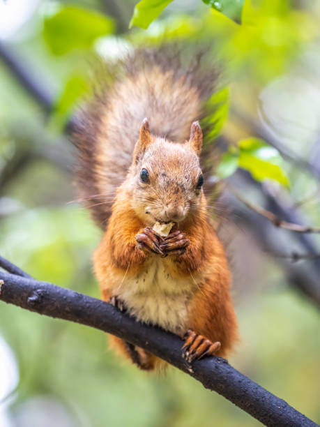 istock The squirrel with nut sits on tree in the autumn. Eurasian red squirrel, Sciurus vulgaris. 1438835132