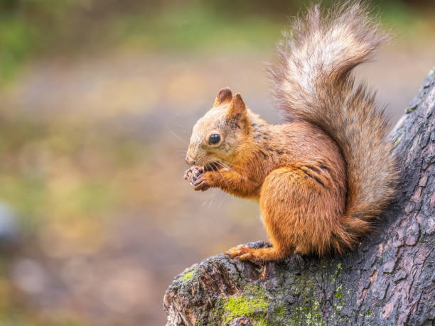 istock The squirrel with nut sits on tree in the autumn. Eurasian red squirrel, Sciurus vulgaris. 1438835134
