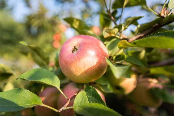 autumn apple tree fruit red apple harvest season light