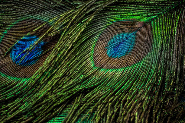 istock Beautiful and colorful peacock bird feathers seamless lines abstract pattern texture design natural background, wallpaper. 1438837420