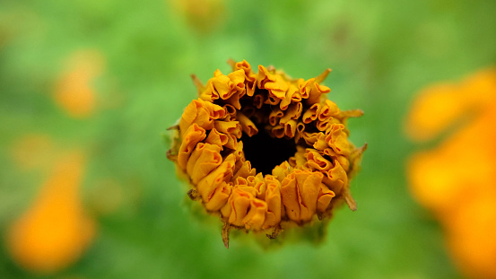 An unopened orange bud of marigolds on a grassy background.Macrophotography.Texture or background.Selective focus