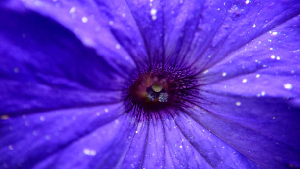 istock Macrophotography of the purple flower core selective focus 1438838079