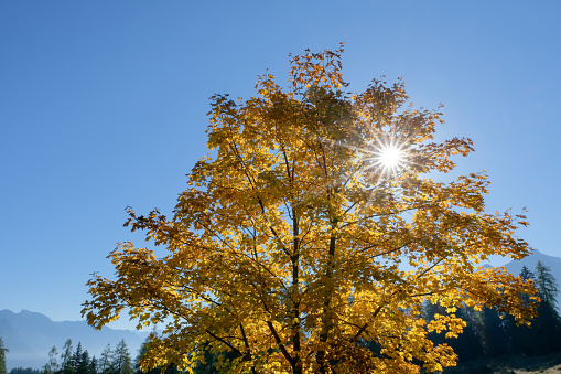 Beautiful, golden autumn Trees in the shining Sun