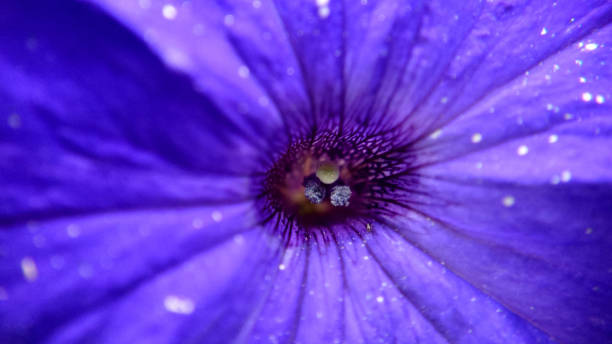 istock Macro cores of a bell-shaped violet flower selective focus 1438838088