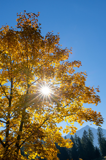 Beautiful, golden autumn Trees in the shining Sun