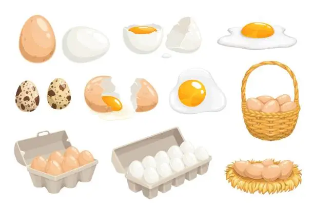 Vector illustration of Cartoon eggs in basket, tray box, nest, quail eggs