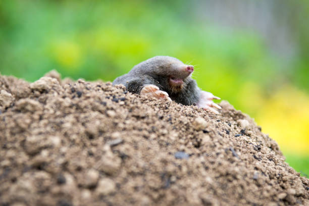 istock Mole animal peeking from the tunnel 1438840950