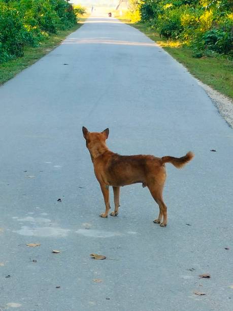 istock The curious Doggy 1438841078