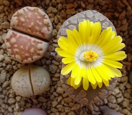 Succulent plant lithops flower. Lithops Otzeniana with yellow flowers. Colorful and cute plant. Photo.