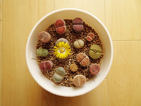 Succulent plant lithops flower. Lithops Otzeniana with yellow flowers. Colorful and cute plant. Photo.