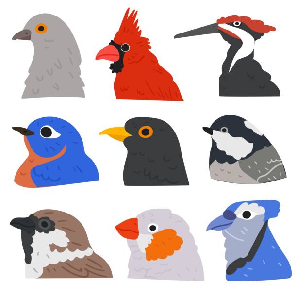 ilustraciones, imágenes clip art, dibujos animados e iconos de stock de colección de aves. - beak biology bird multi colored