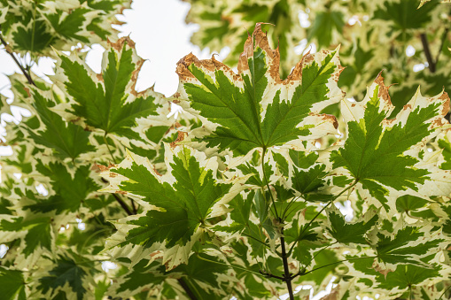 Green and white foliage of Norway Maple 'Drummondii' - Acer platanoides Variegata. Close-up of maple leaves