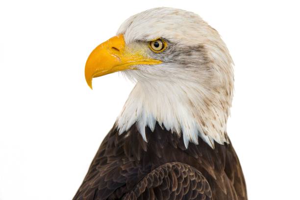 istock Closeup shot of a majestic eagle on a white background 1438846659