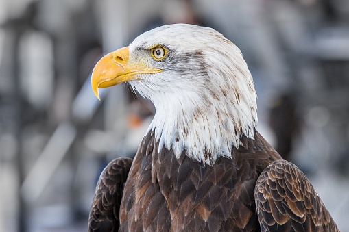 A focused shot of a majestic eagle on a winter day