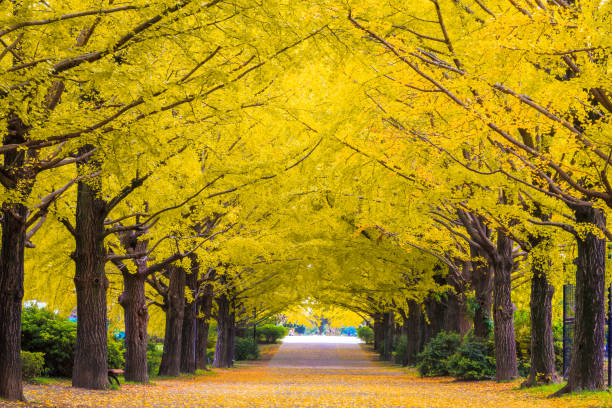 istock nice yellow Ginkgo trees along the stree 1438847381