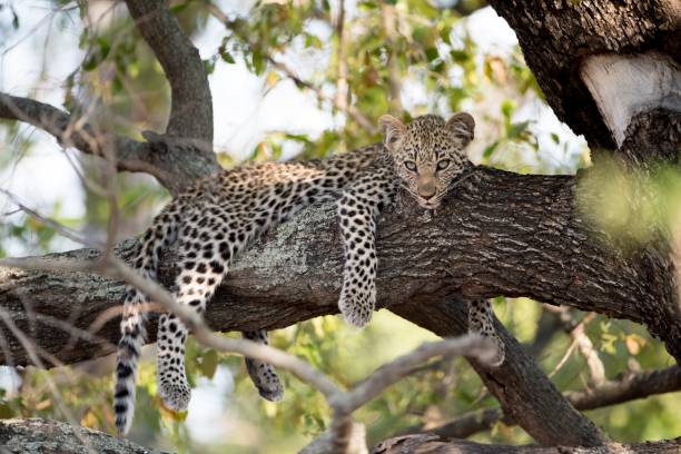 istock Closeup shot of a lazy african leopard resting on a tree branch 1438847574