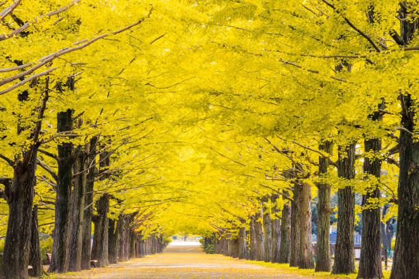 istock nice yellow Ginkgo trees along the stree 1438847664