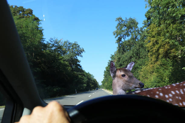istock Symbol image: Be aware of deer crossing 1438847831