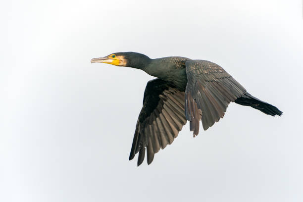 istock The great cormorant (Phalacrocorax carbo) in flight. 1438847857