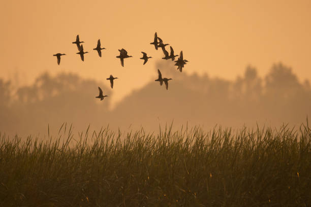 Flock of Ducks flying in misty morning